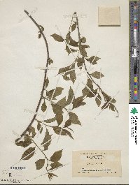 Celastrus scandens image