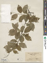 Celastrus scandens image