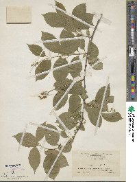 Celastrus scandens image