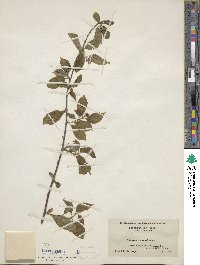 Celastrus scandens image