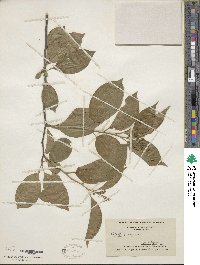 Celastrus scandens image