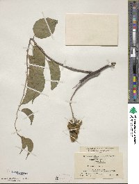 Celastrus scandens image