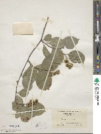 Celastrus scandens image