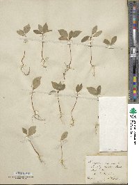 Celastrus scandens image