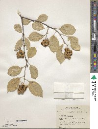 Celastrus scandens image