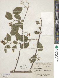 Celastrus scandens image