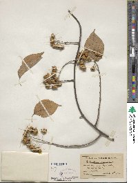 Celastrus scandens image