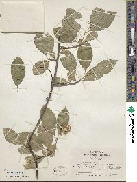 Celastrus scandens image