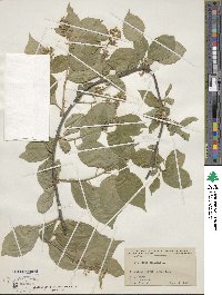 Celastrus scandens image