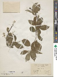 Celastrus scandens image