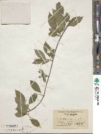 Celastrus scandens image