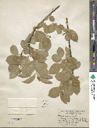 Celastrus scandens image