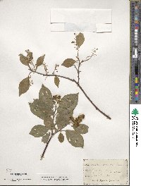 Celastrus scandens image