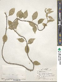 Celastrus scandens image