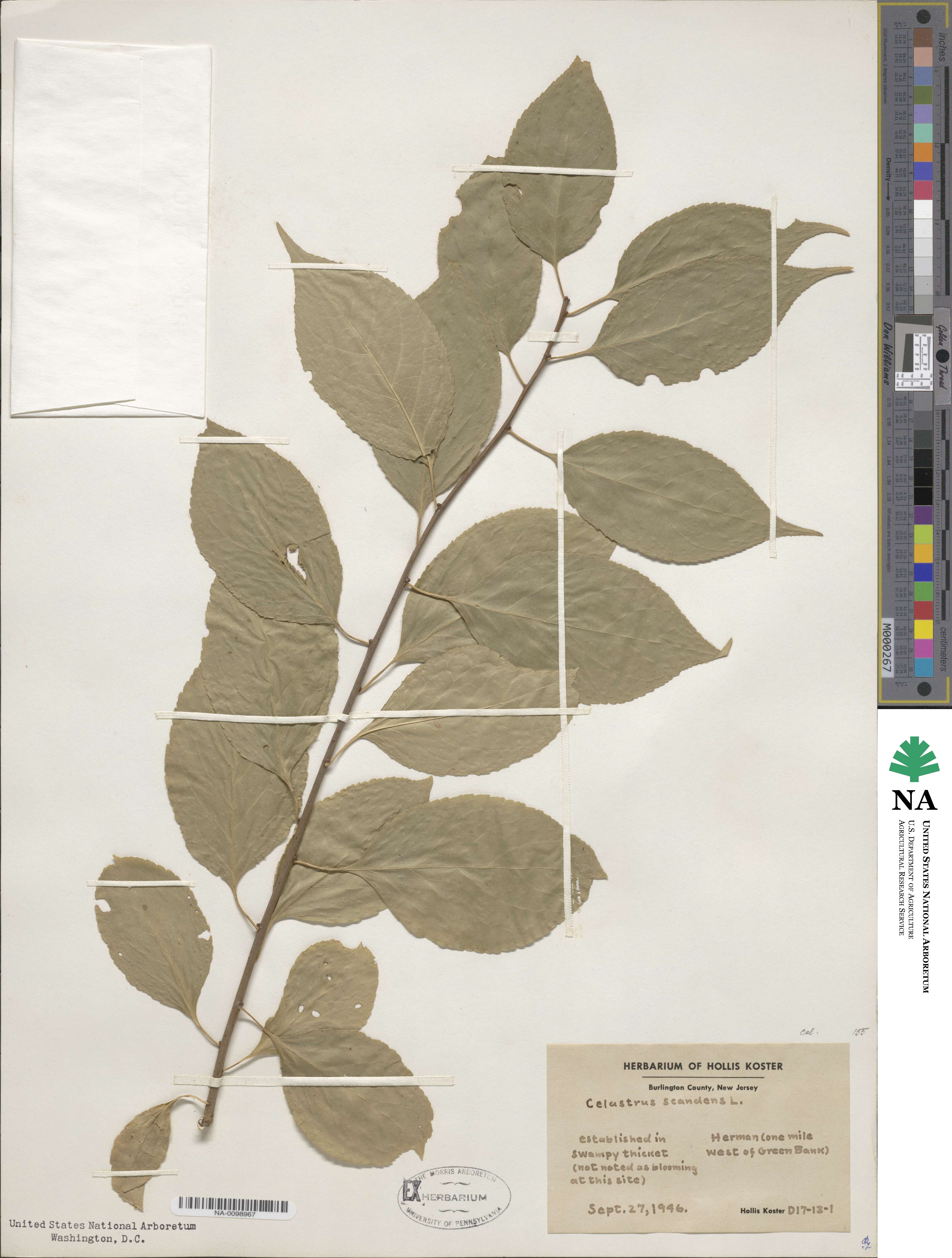 Celastrus scandens image