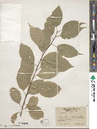 Celastrus scandens image