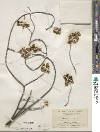 Celastrus scandens image