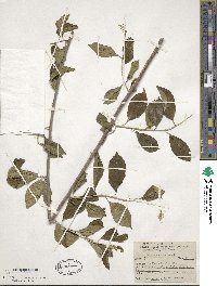 Celastrus scandens image