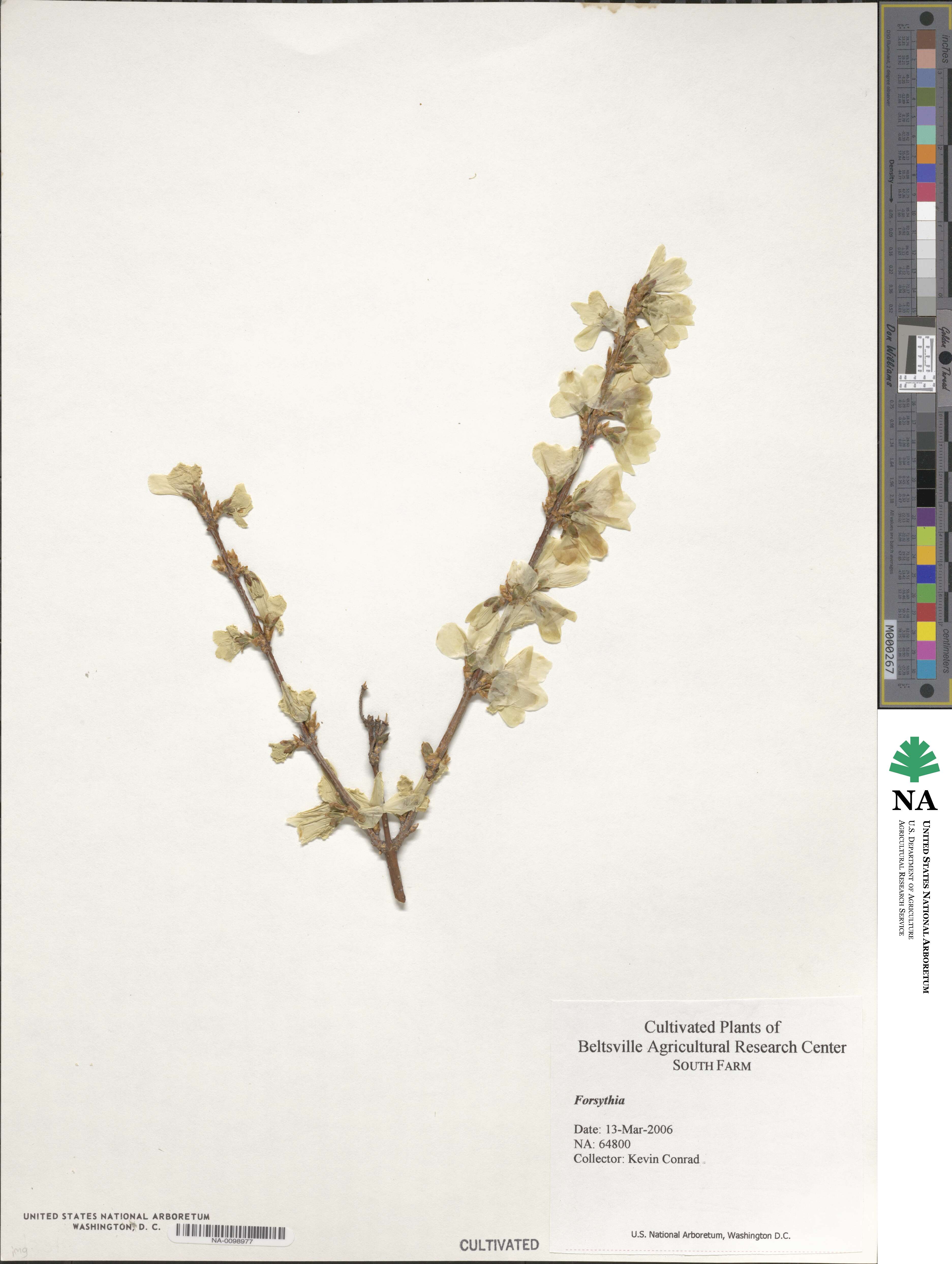 Forsythia giraldiana image