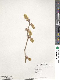 Image of Corylopsis coreana