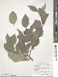 Celtis australis image