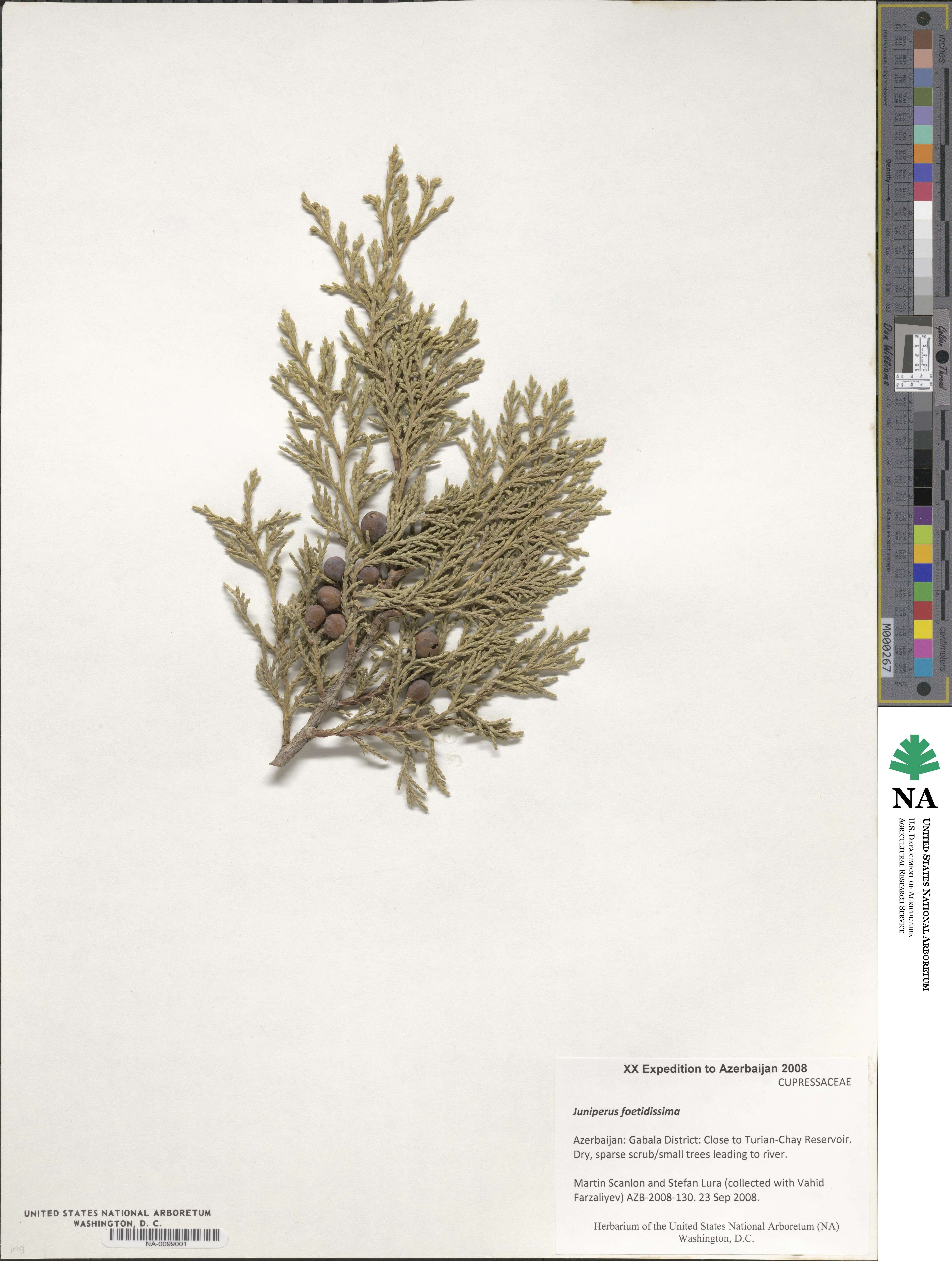 Juniperus foetidissima image