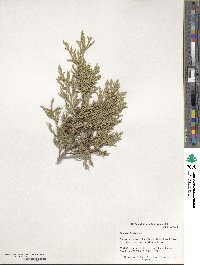 Juniperus foetidissima image