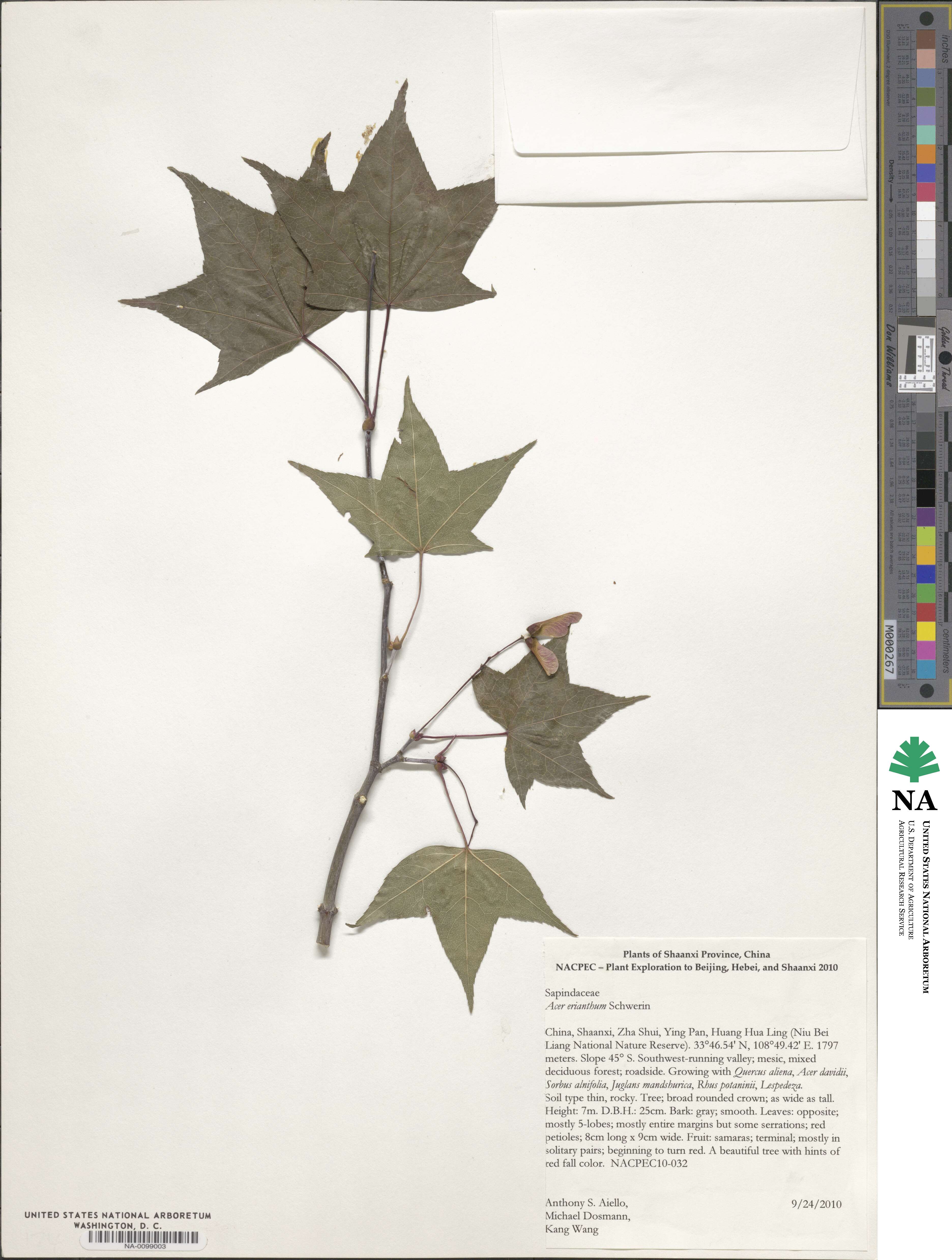 Acer erianthum image