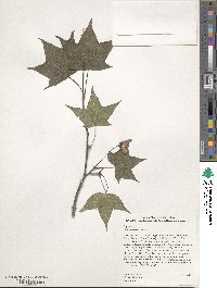 Acer erianthum image