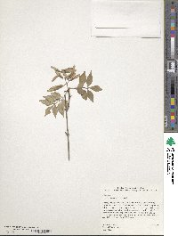 Fraxinus bungeana image