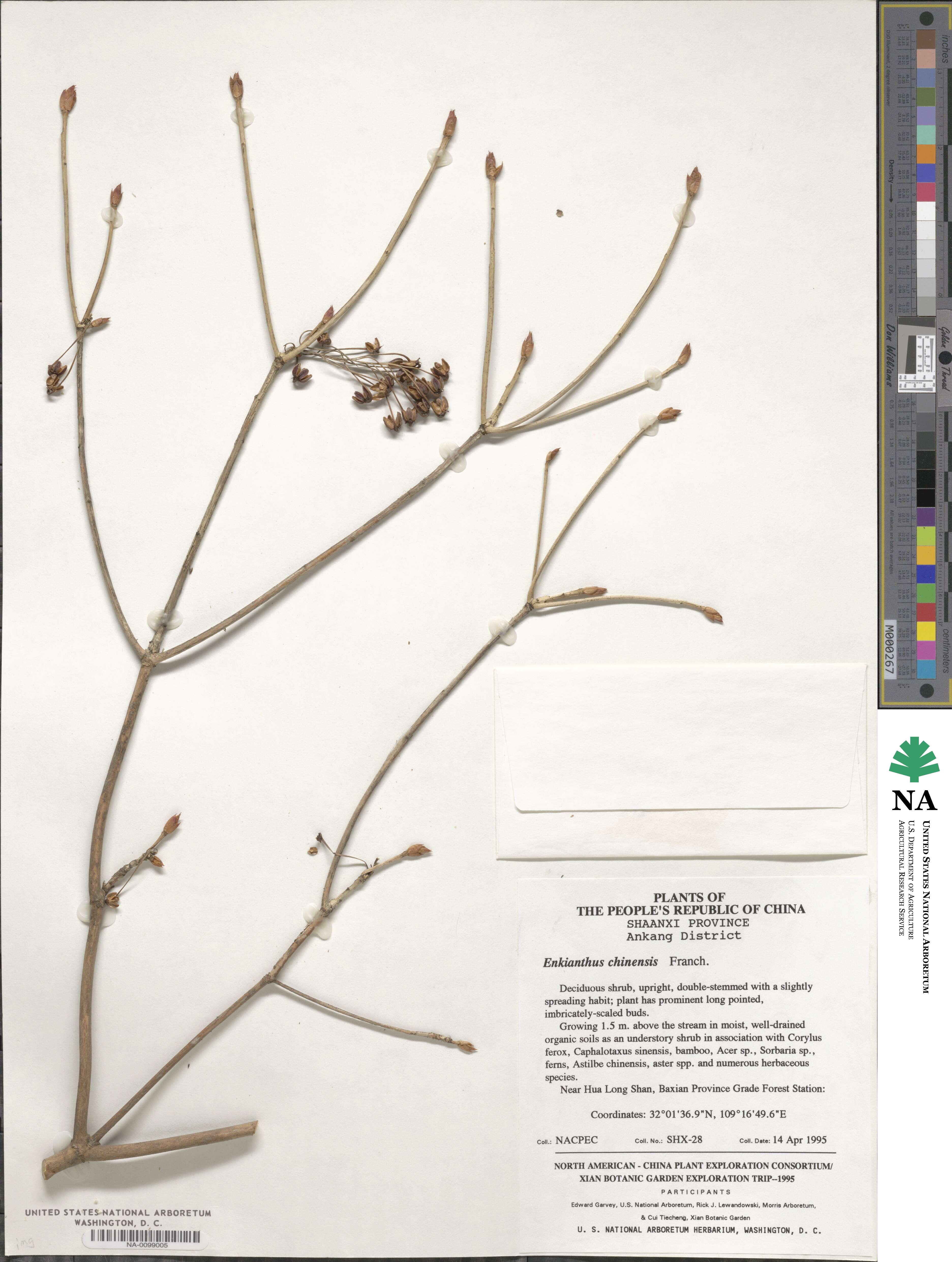 Enkianthus chinensis image