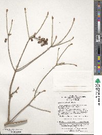 Enkianthus chinensis image