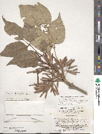 Fraxinus chinensis subsp. rhynchophylla image