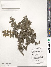 Ilex bioritsensis image