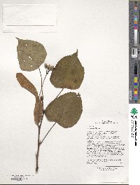 Tilia chinensis image