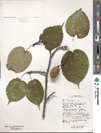 Davidia involucrata var. involucrata image