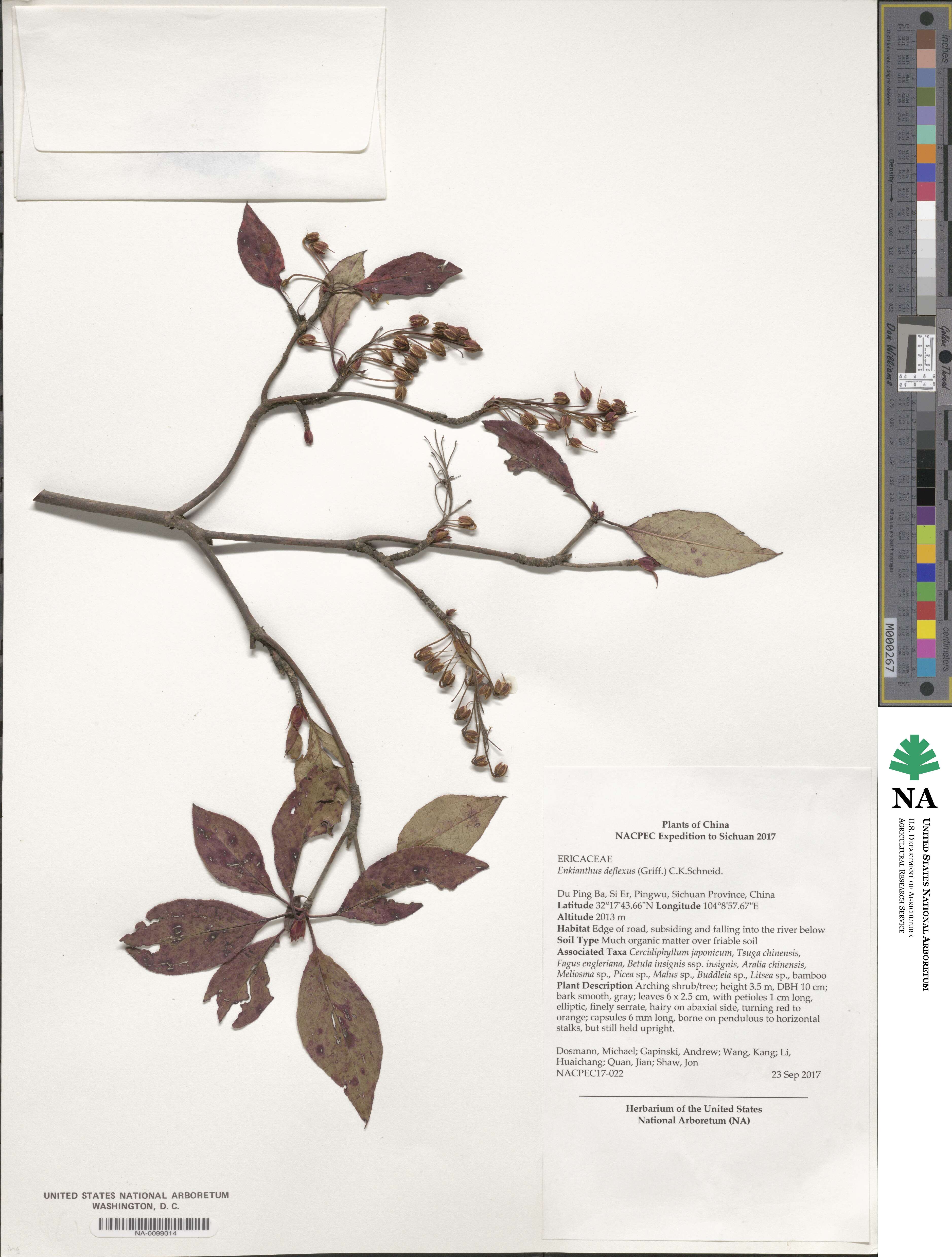 Enkianthus deflexus image