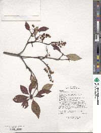 Enkianthus deflexus image