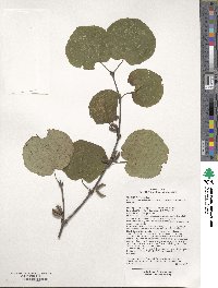 Cercidiphyllum japonicum image