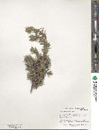 Juniperus communis image