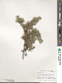 Juniperus oxycedrus image