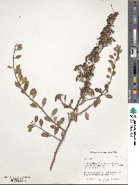 Spiraea crenata image