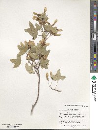 Acer monspessulanum image