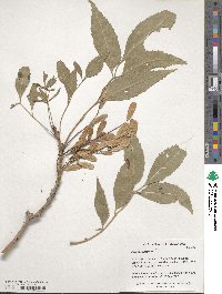 Fraxinus excelsior image