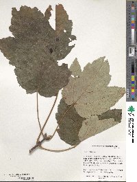 Acer velutinum image