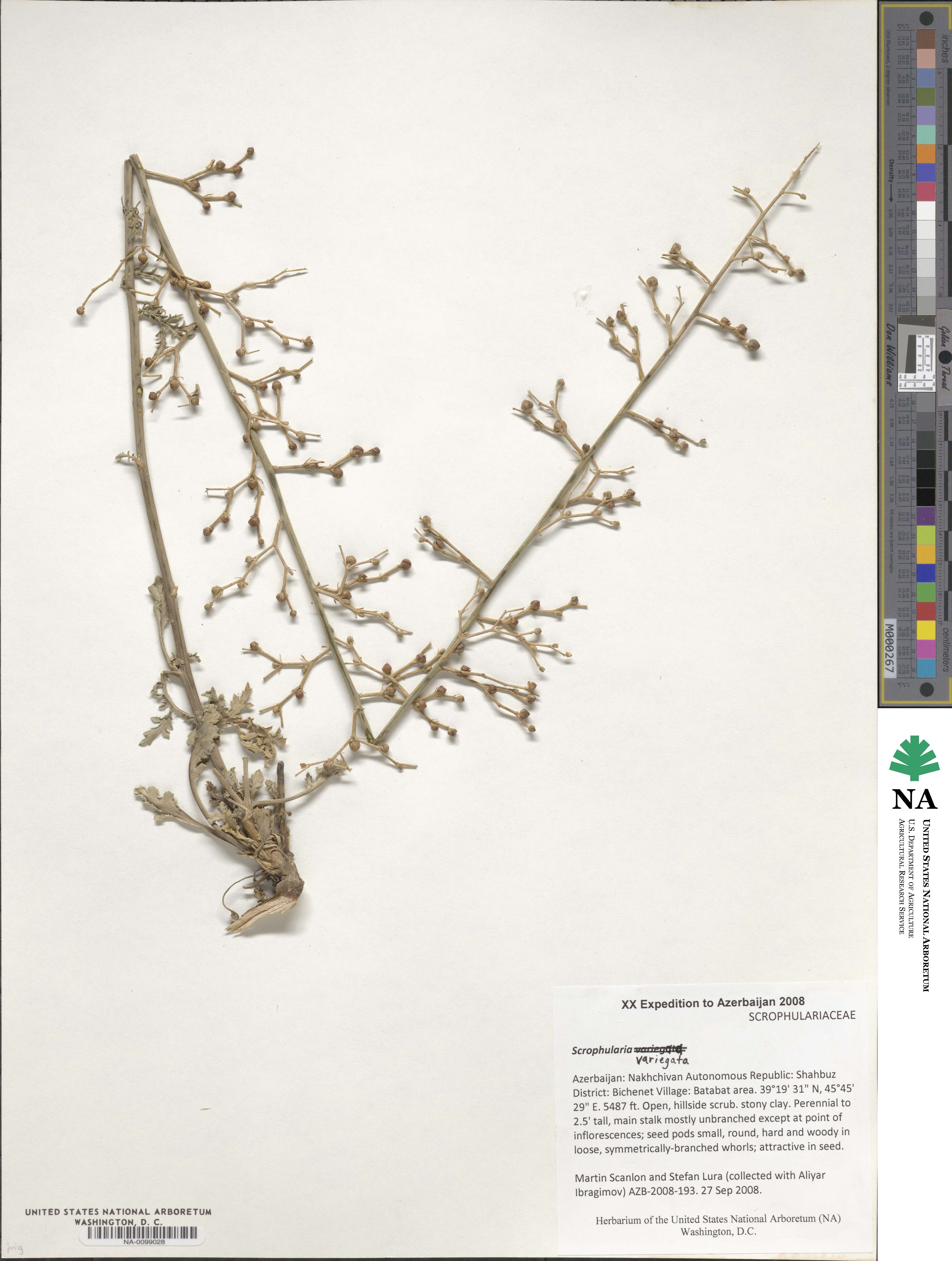 Scrophularia variegata image