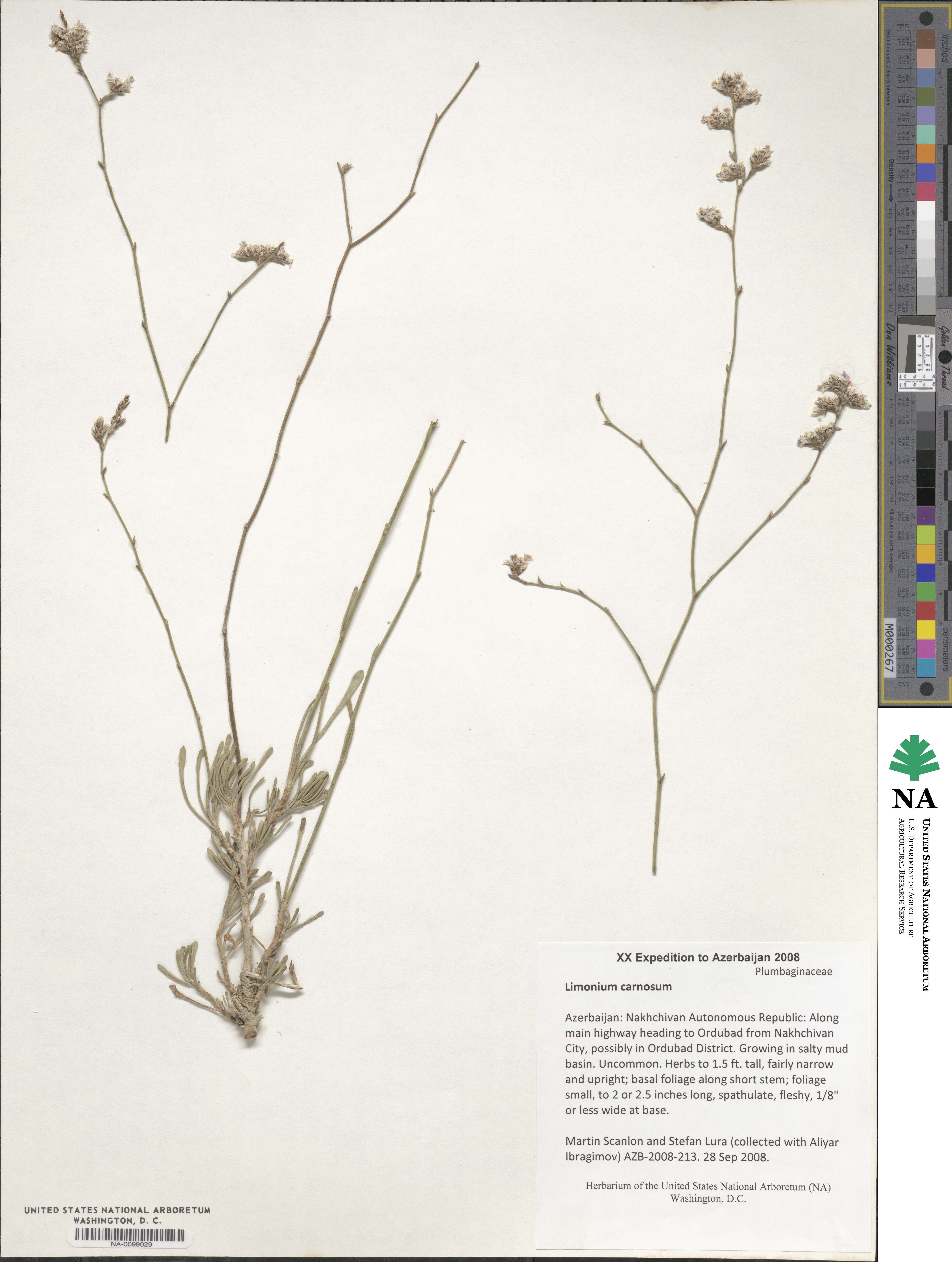 Limonium carnosum image