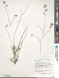 Image of Limonium carnosum