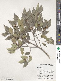 Image of Celtis tournefortii