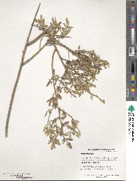 Limonium meyeri image